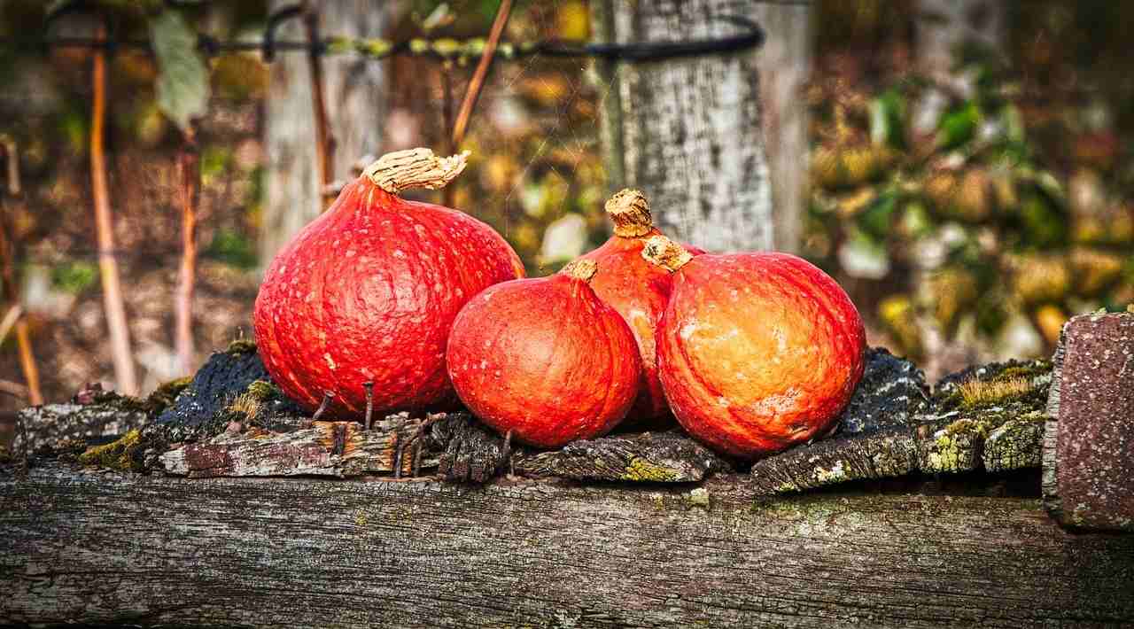 Perchè mangiare la zucca di Hokkaido