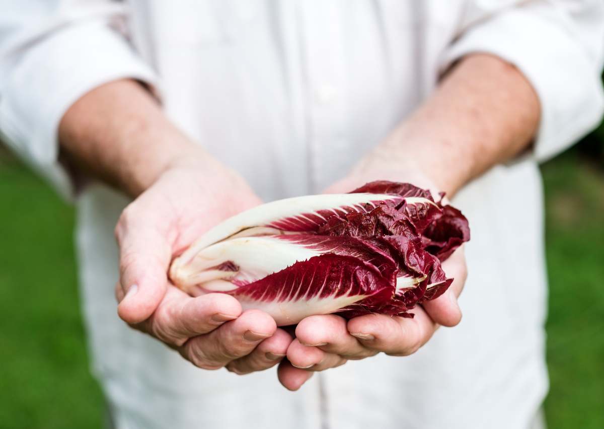 radicchio