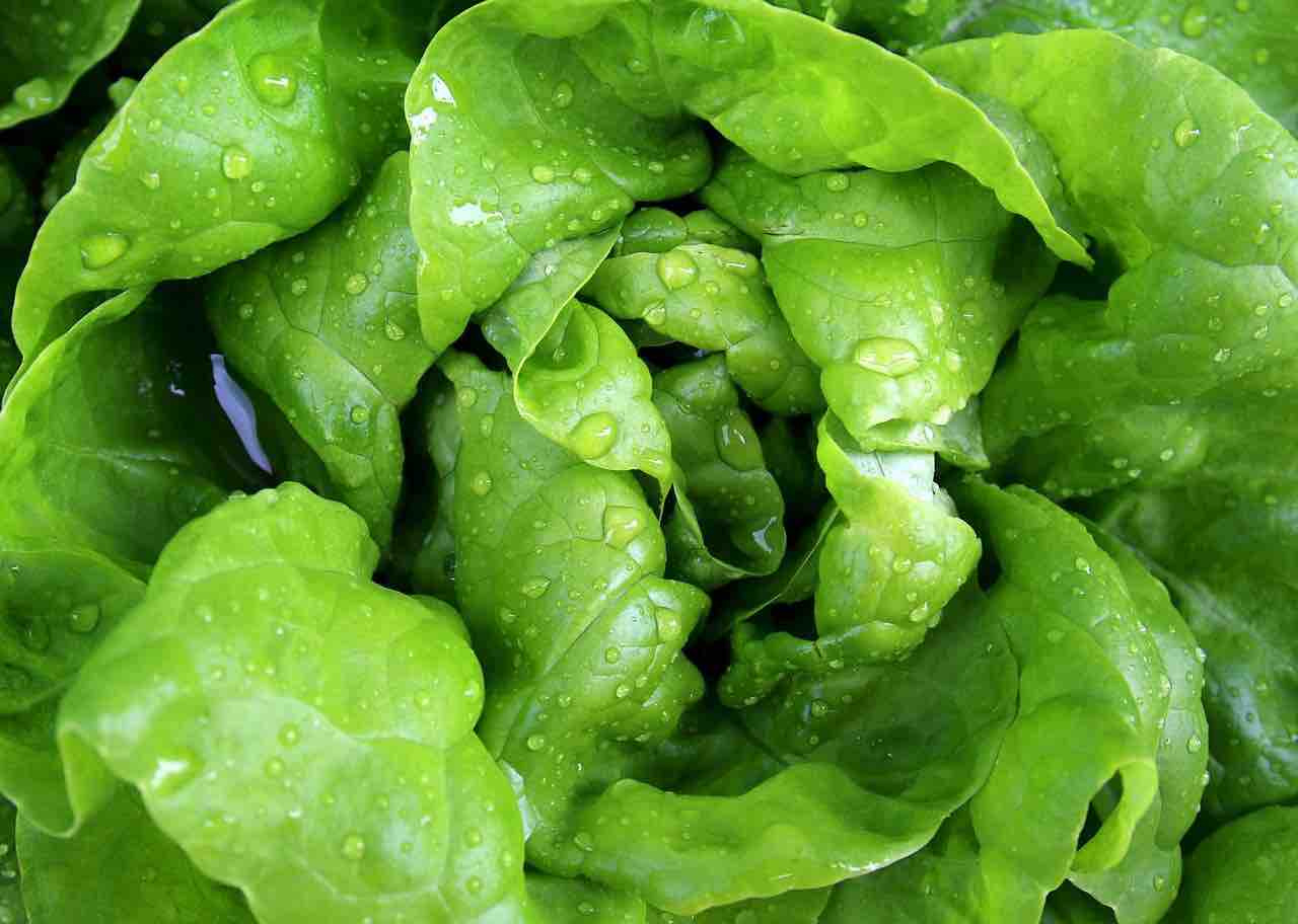 insalata fresca