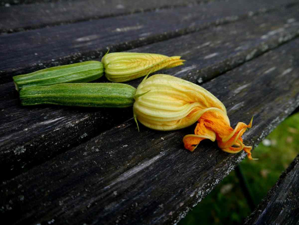 Fiori di zucca