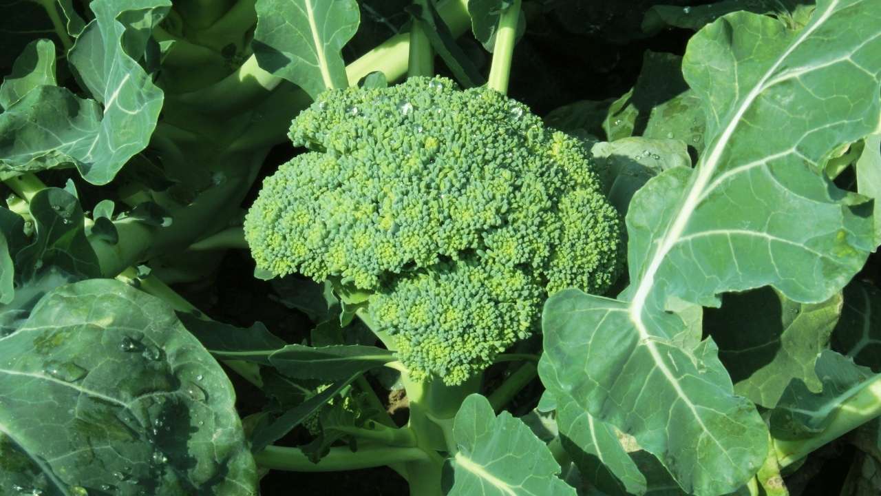 broccoli errori