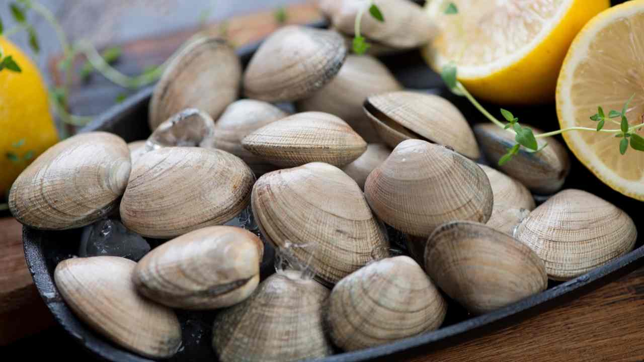 Vongole