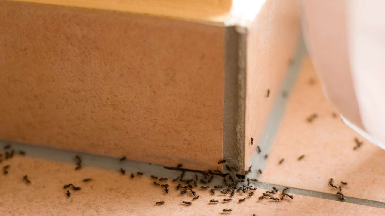 come allontanare formiche
