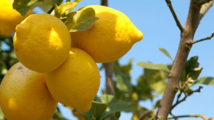 conservare limoni