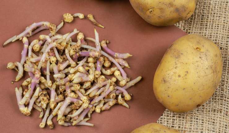 patate germogliate mangiare