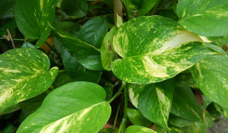 pothos pianta