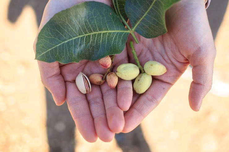 pistacchi in vaso