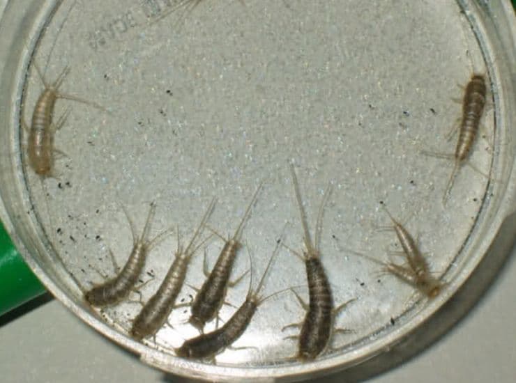 Pesciolini d'argento rimedi