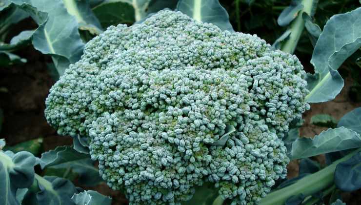 broccoli cosa fare prima di mangiarli