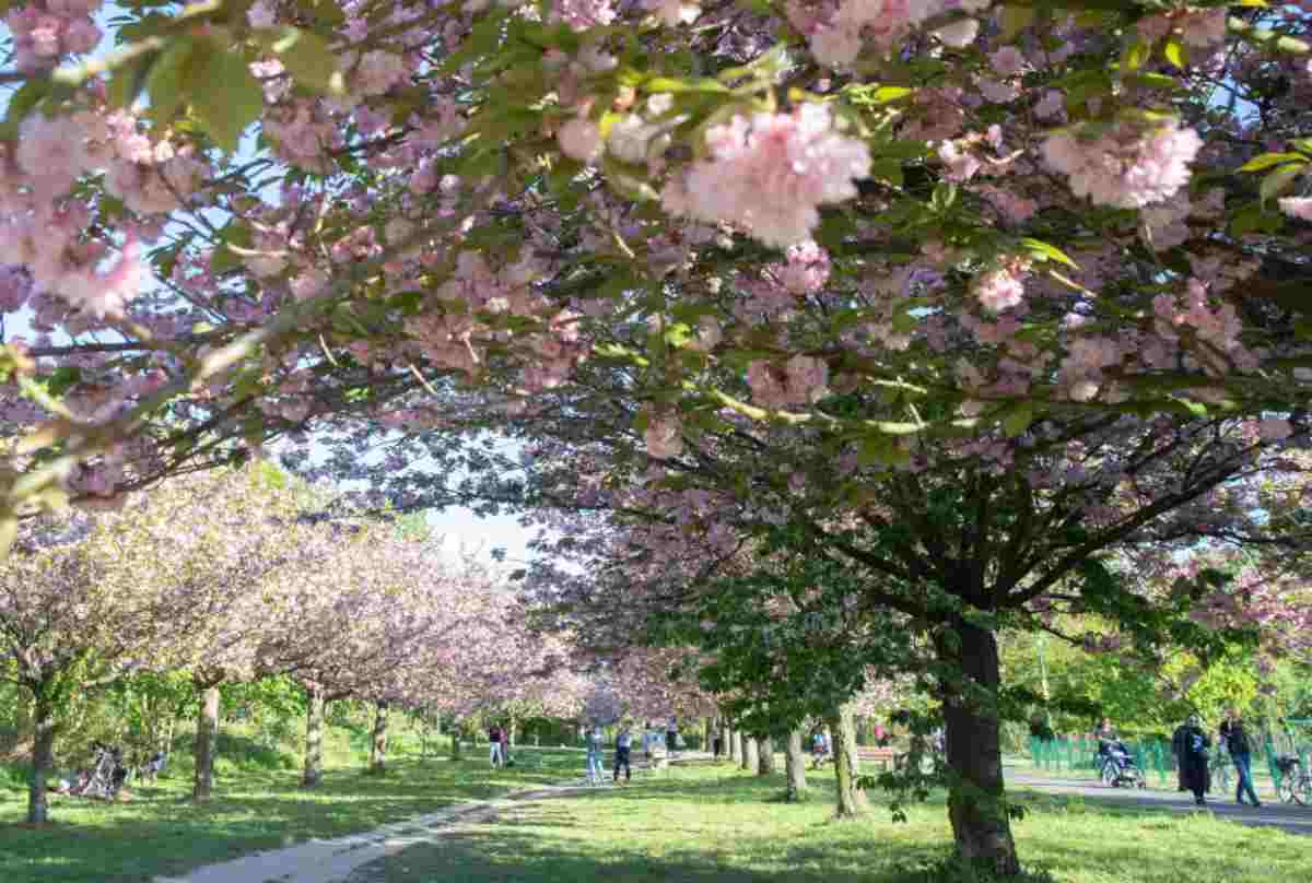 Ciliegi in fiore in Italia