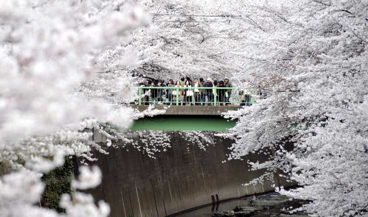 Hanami in Italia