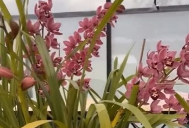 Benedetta Rossi video orchidee