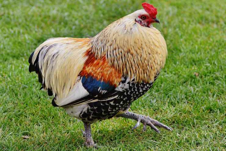 pollo giallo o bianco, quale scegliere