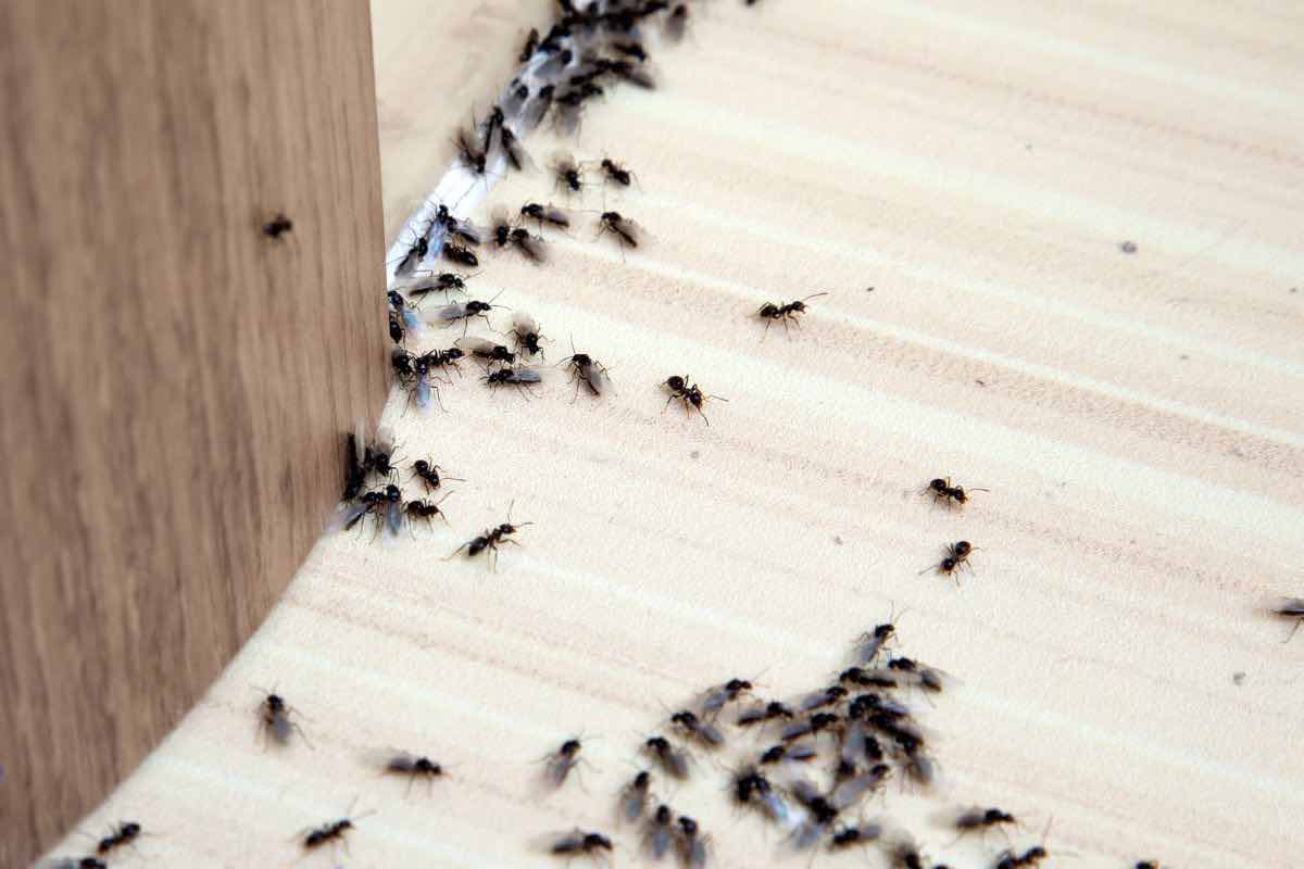 rimedio naturale contro mosche e scarafaggi