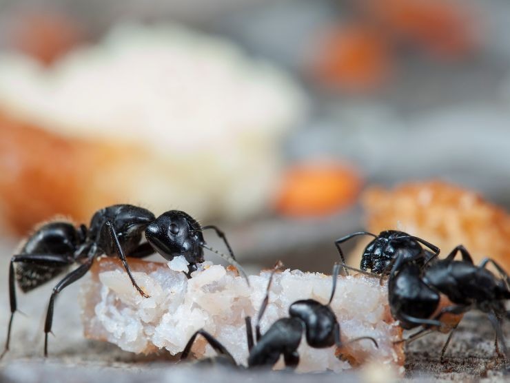 come eliminare formiche in casa
