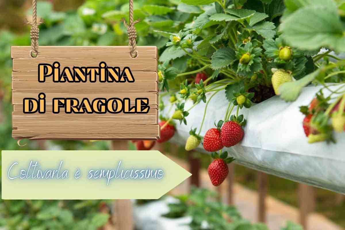 come coltivare piantina di fragole