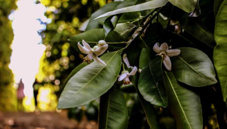 profumo al neroli e al bergamotto