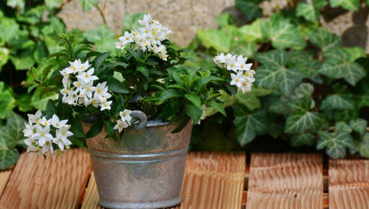 come coltivare gelsomino in vaso