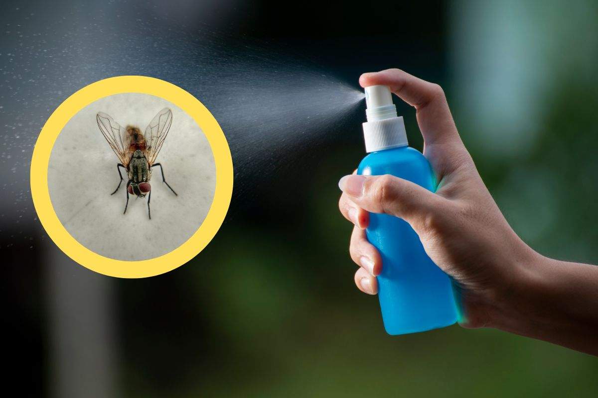 rimedio naturale contro mosche e zanzare
