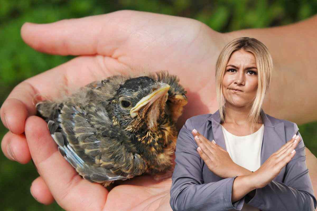 cosa fare se si trova un uccellino per strada