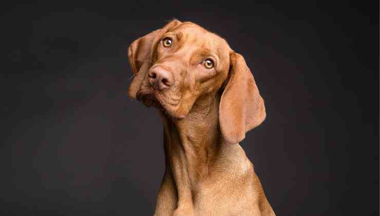 Cane, perché fissa il padrone