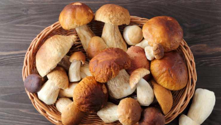 Ricetta vellutata ai funghi porcini